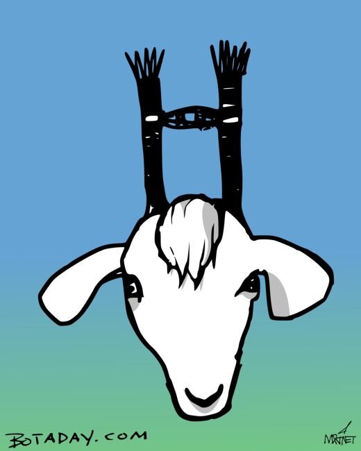 Steam Goat