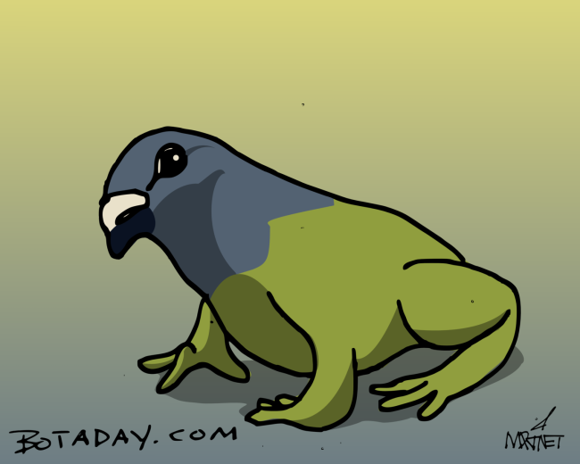 Pigeon Toad