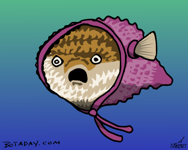 Hoody on the Blowfish
