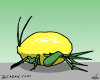 Lemony Cricket