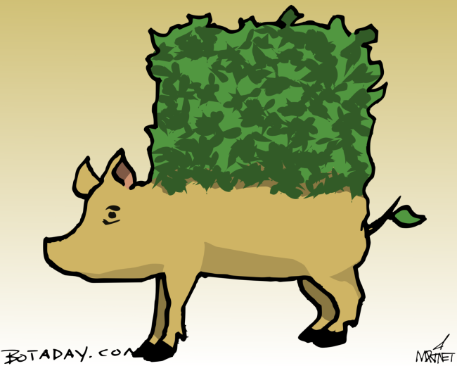 Hedge Hog